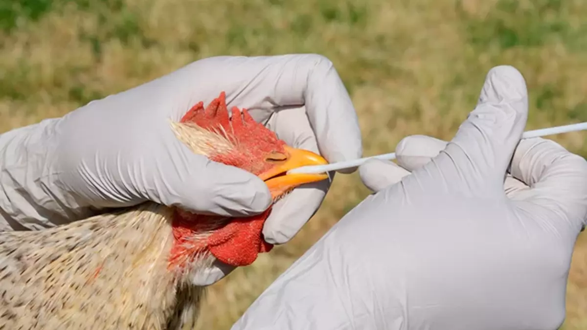 OMS advierte sobre posible pandemia por incremento de contangios de gripe aviar en mamíferos