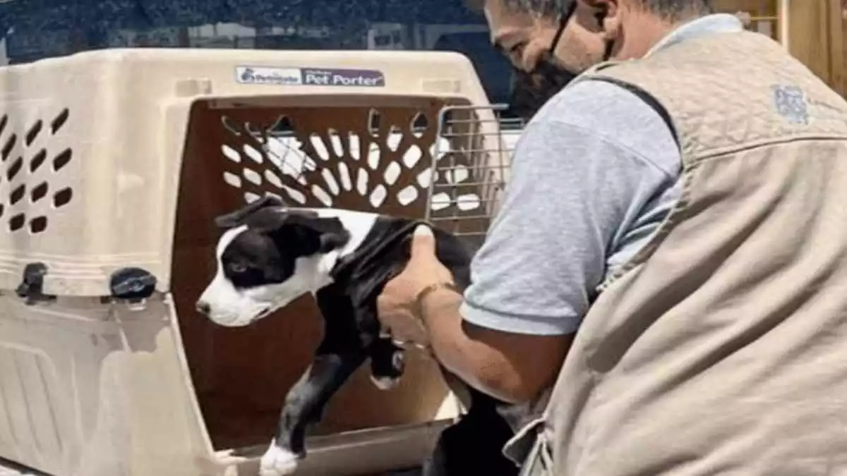 Cachorro maltratado ya fue rescatado