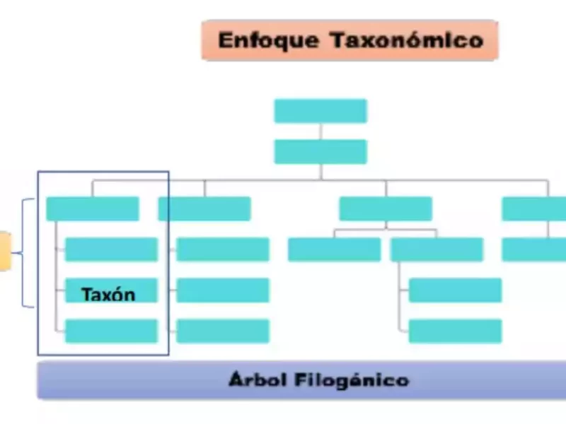 El FMI y la taxonomía mexicana