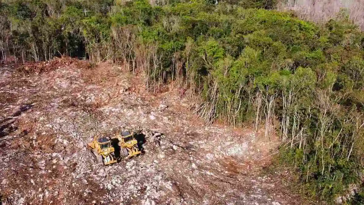 Gobierno incurre en Ecocidio en construcción del Tren Maya