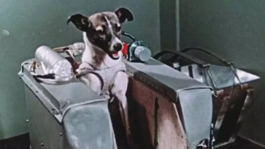 Laika fue una perrita pionera en la carrera espacial, a la que la NASA envió al espacio a morir