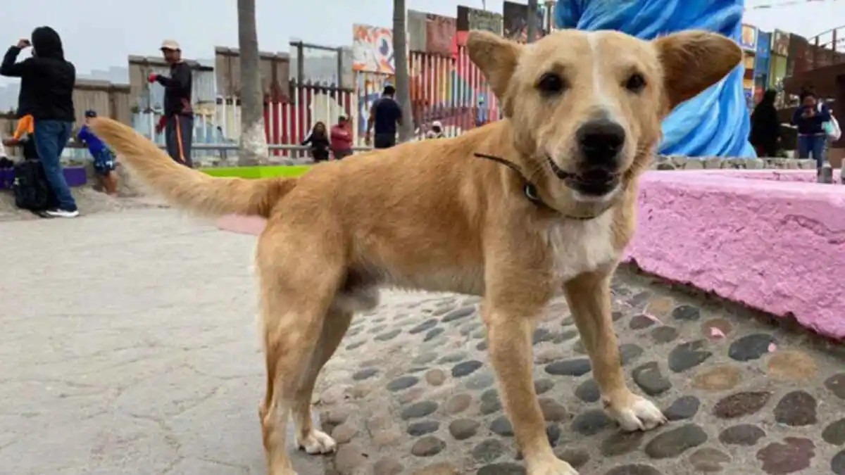 Perrito que cruzó la frontera en playas de Tijuana es deportado