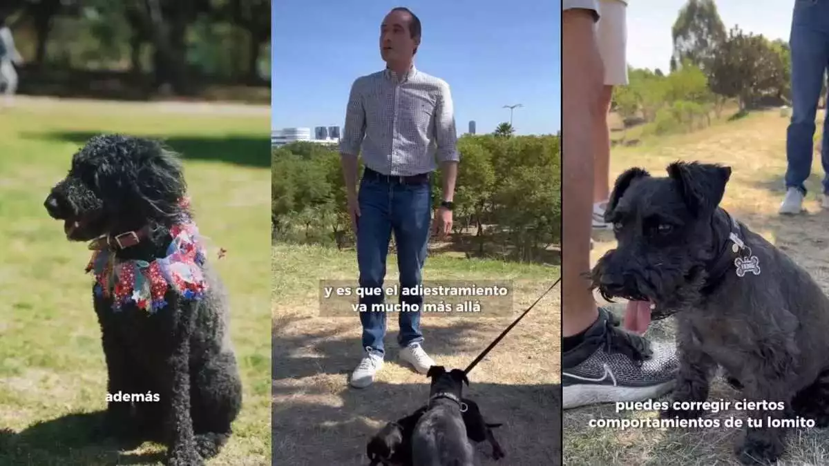 Mario Riestra promueve curso de adiestramiento canino para mejorar el bienestar de mascotas