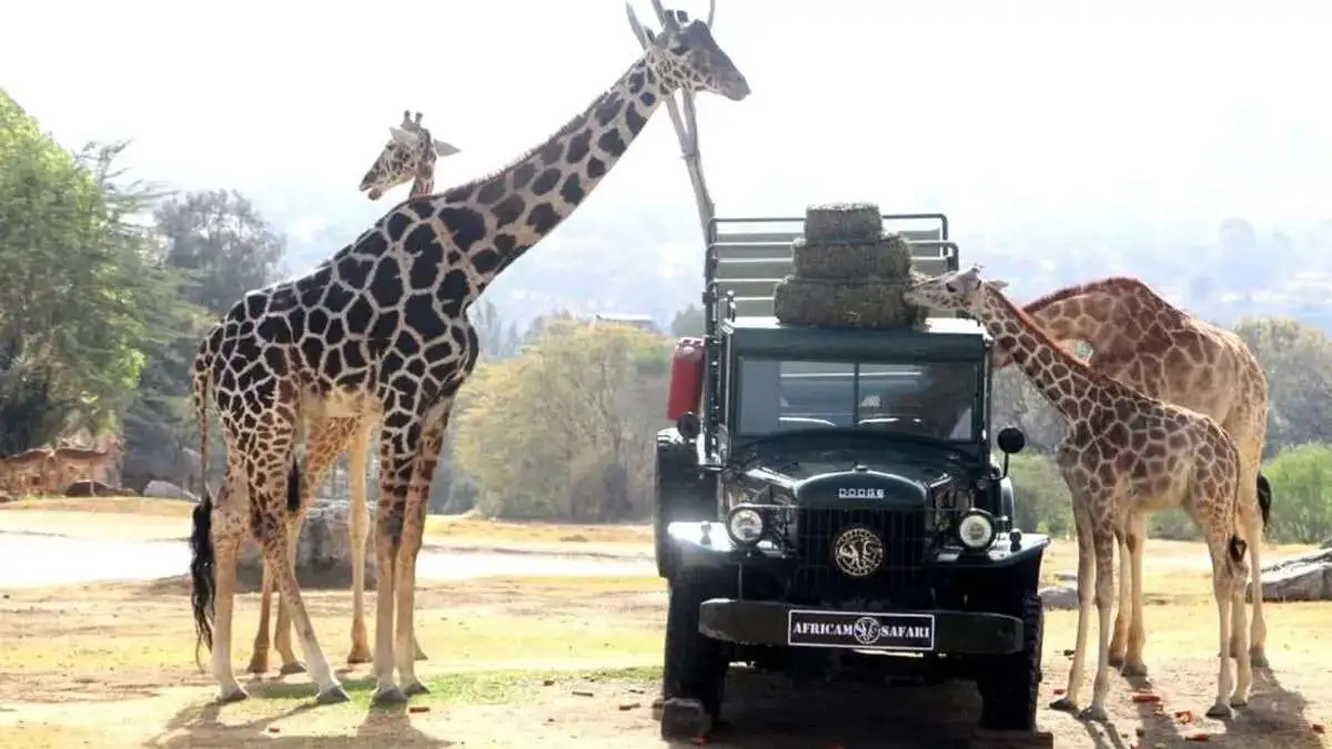 ¡Benito, la Jirafa se reúne con su nueva familia en Africam Safari!