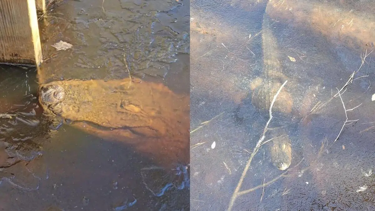 Como en la era del hielo: caimanes quedan congelados en EEUU