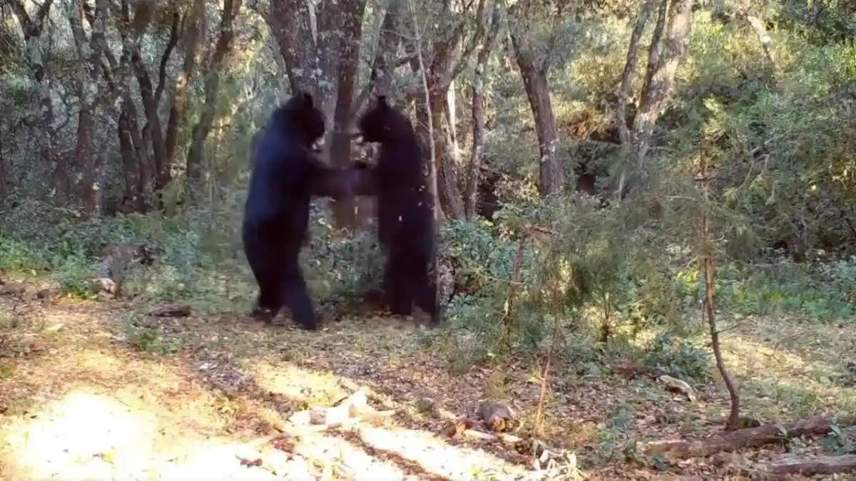 Cámara oculta revela "baile" entre osos negros en peligro de extinción: Video