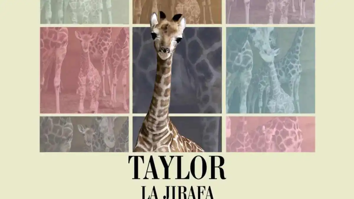 Nombran "Taylor" a la nueva bebé jirafa del Bioparque Estrella de Monterrey