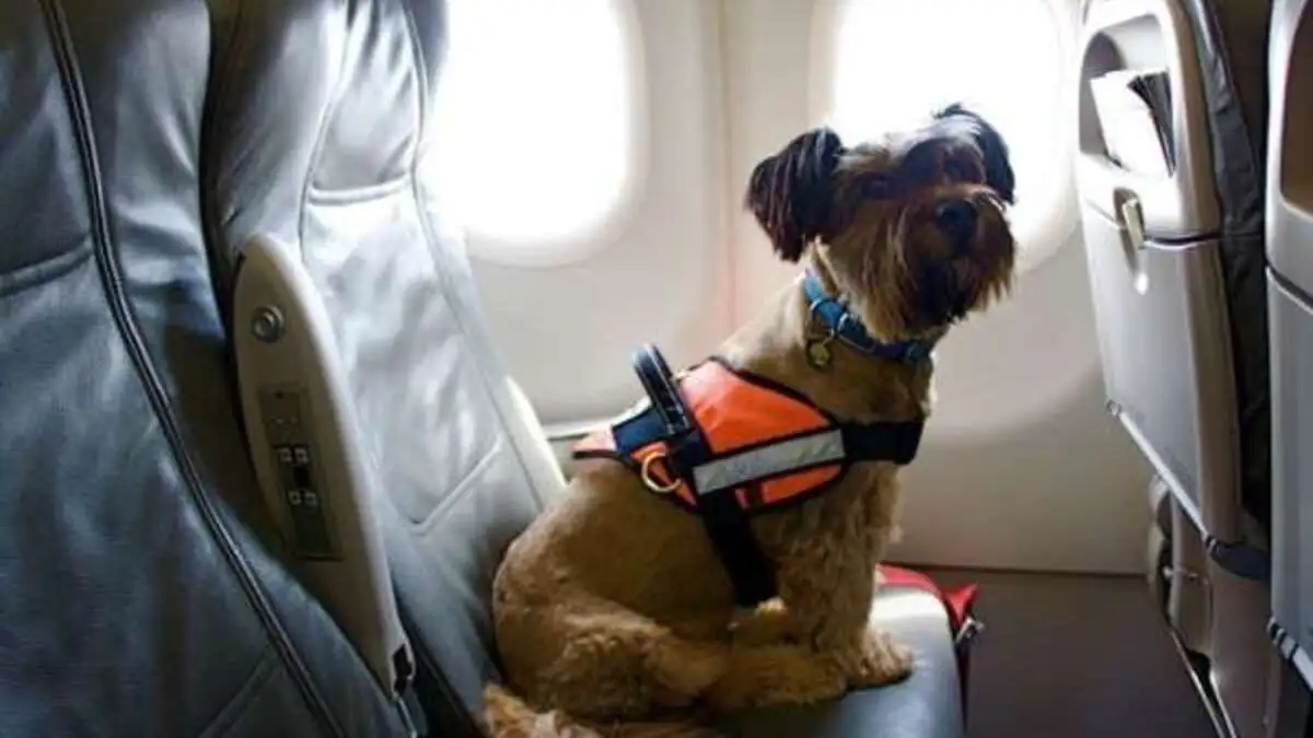¿Cómo puedo viajar con mi perro en un avión?