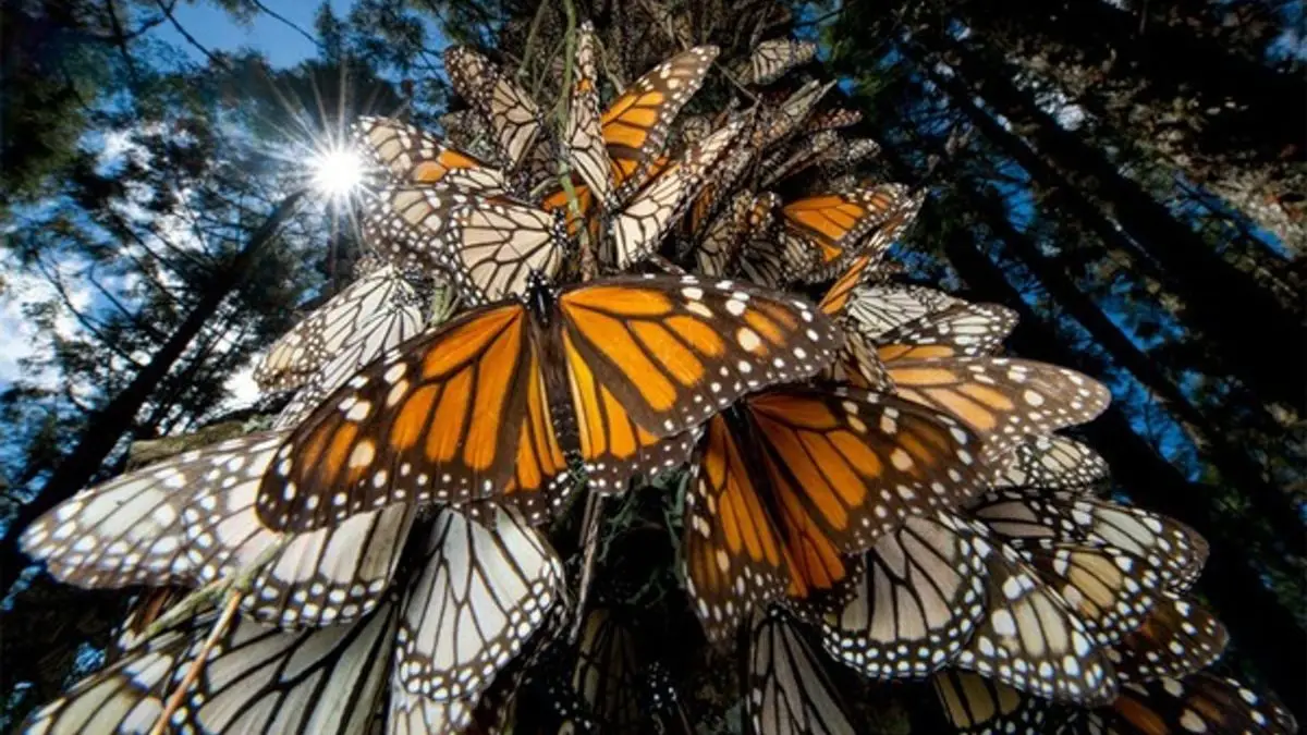 ¿Qué le pasa a las mariposas monarca?