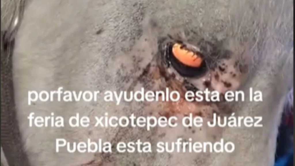 Nuevo caso de maltrato animal: Poni sufre en Feria de Xicotepec