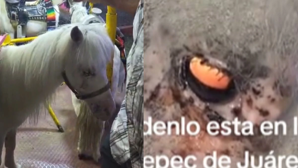 Nuevo caso de maltrato animal indigna a poblanos, ahora se trata de un poni en Xicotepec