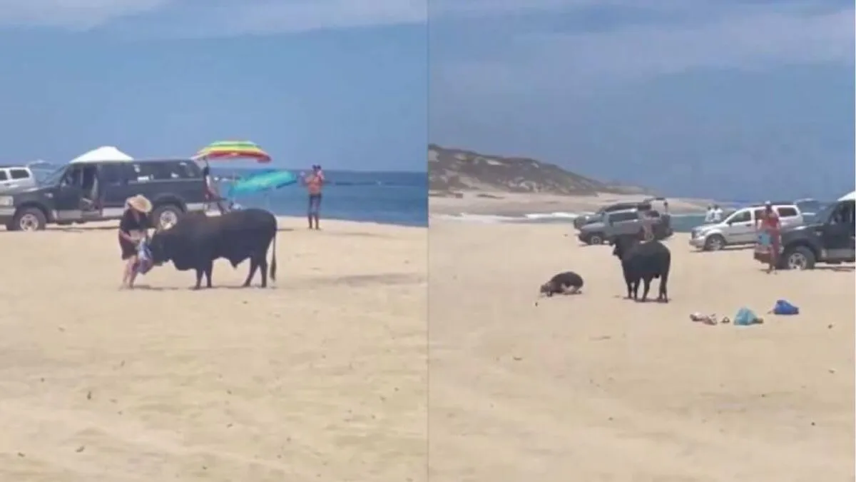 Toro embiste a turista en playa de Los Cabos